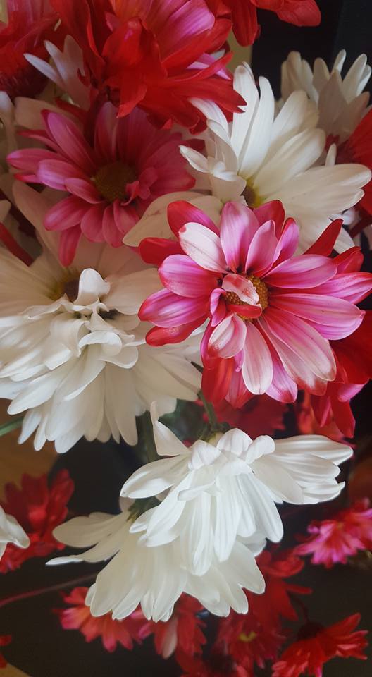 28472243_10155474484239952_8304998168001511424_n