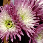 “And pray in the Spirit on all occasions with all kinds of prayers and requests. With this in mind, be alert and always keep on praying for all the Lord’s people.” ~Ephesians 6:18