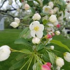 Spring in the Village…