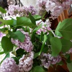 Lilac memories…