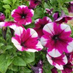 5 Beautiful Things…