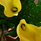 Where you go, I will go….